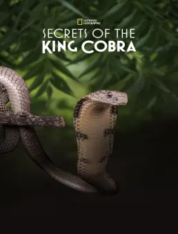 فيلم Secrets of the King Cobra 2010 مترجم