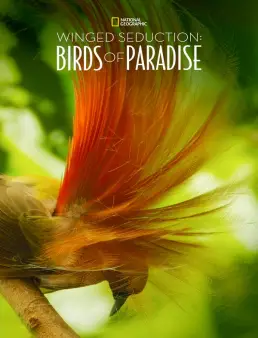فيلم Winged Seduction: Birds of Paradise 2012 مترجم